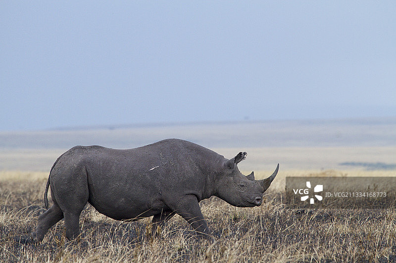 肯尼亚草原上的雄性黑犀牛图片素材