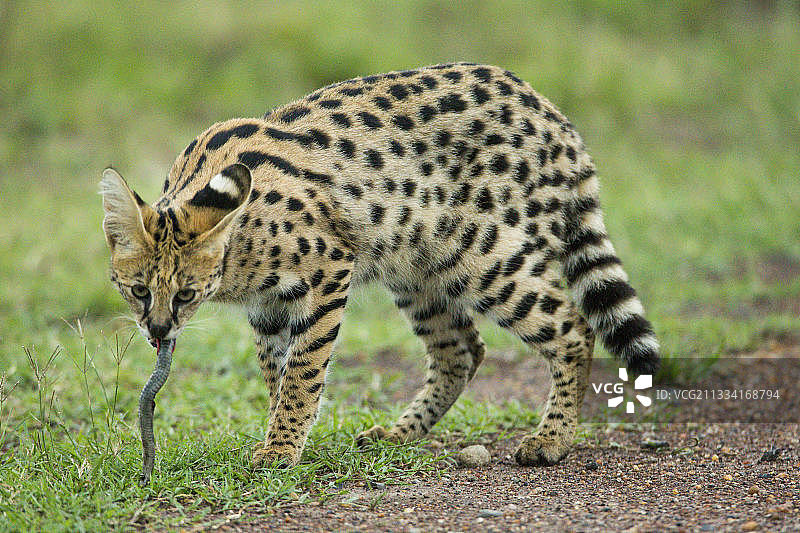 薮猫正在吃蛇 - 肯尼亚马赛马拉图片素材