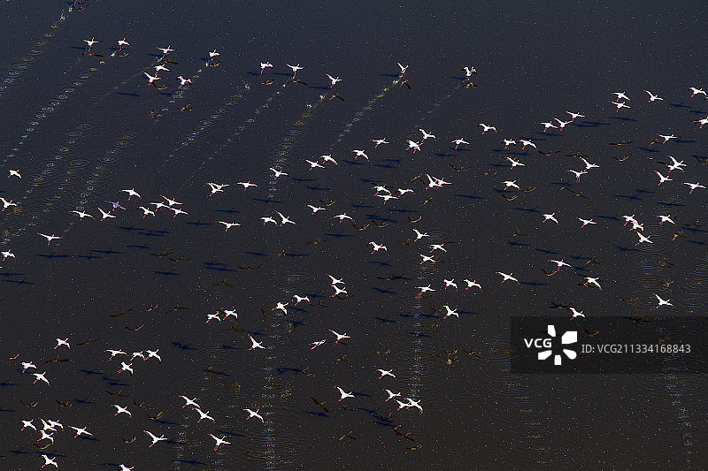 肯尼亚马加迪湖飞翔的火烈鸟图片素材