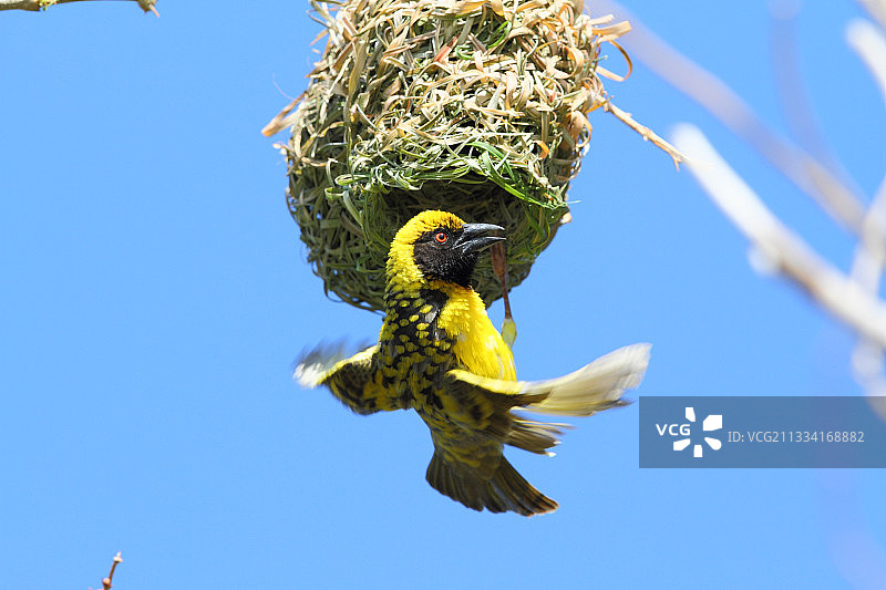 织布鸟在其巢上展示-留尼汪岛图片素材