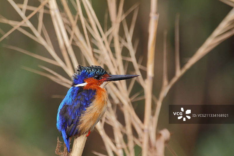 马达加斯加翠鸟 - 阿拉otra湖，马达加斯加图片素材