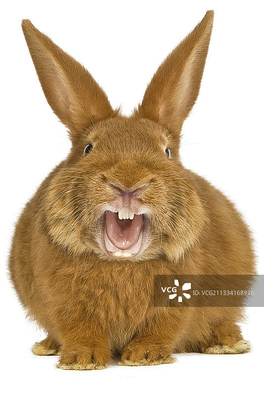 白色背景上的勃艮第黄褐色兔图片素材