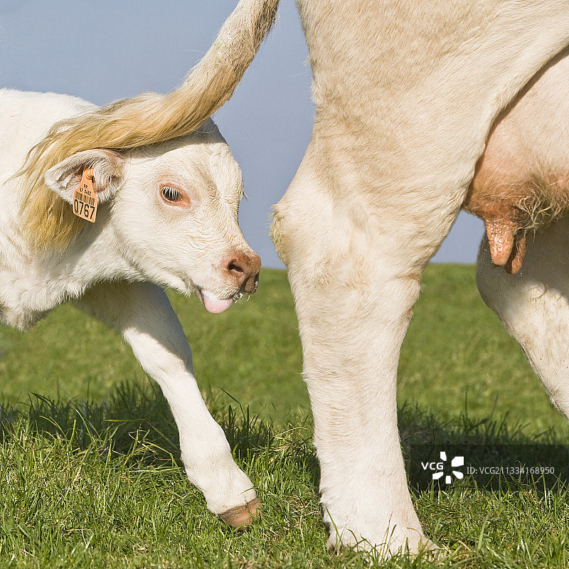 夏洛莱母牛和她的新生小牛在草地上 - 法国图片素材