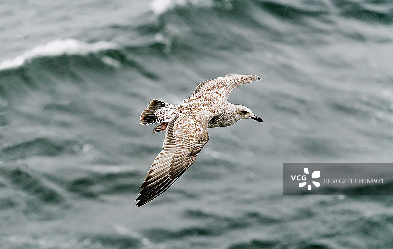 飞越海面的未成熟海鸥，法国图片素材
