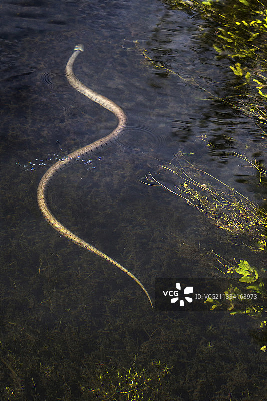 草地蛇在水中捕猎-法国图片素材