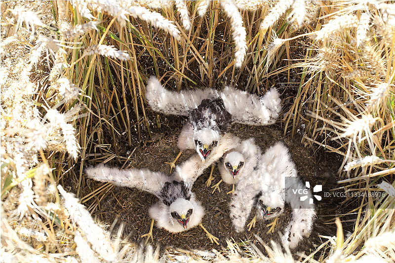 法国：胡须小麦田中孵化的鹊鹞图片素材