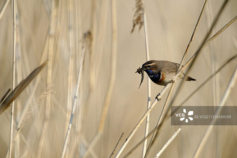 红喉歌鸲与口中幼虫，法国图片素材