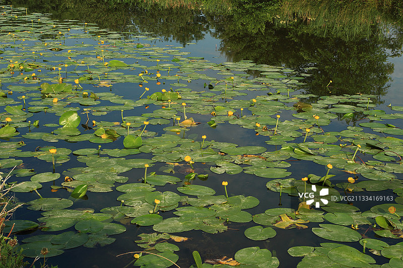 黄色睡莲花 - 法国阿尔萨斯图片素材