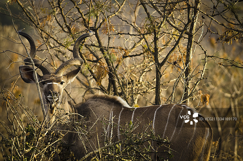 稀树草原上的大捻角羚雄性 - 南非克鲁格图片素材