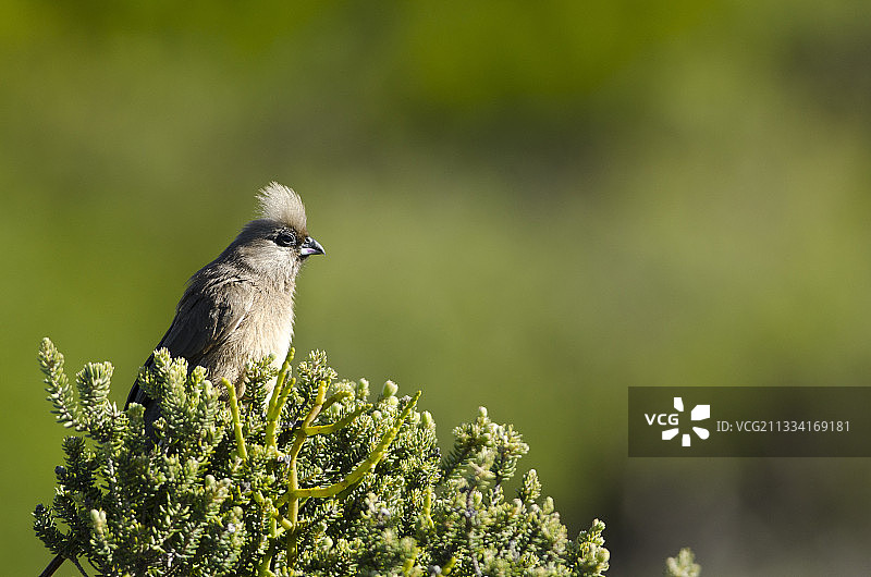 南非德霍普保护区的斑点鼠鸟图片素材