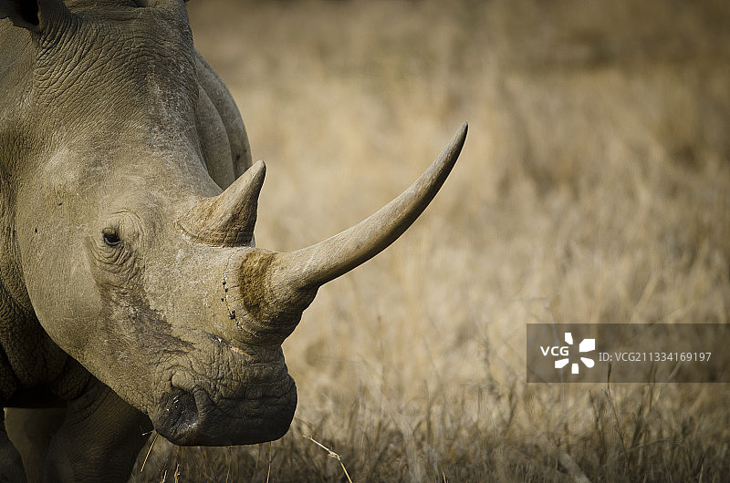 白犀牛画像 - 南非图片素材