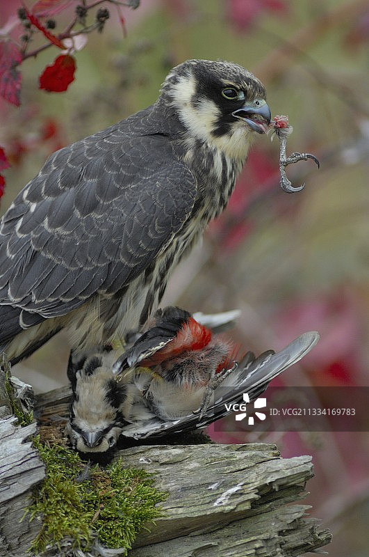 欧亚隼捕食啄木鸟 - 法国图片素材
