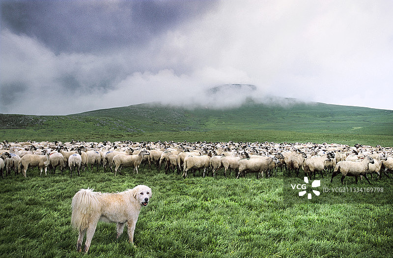 比利牛斯山犬和拉瓦绵羊图片素材