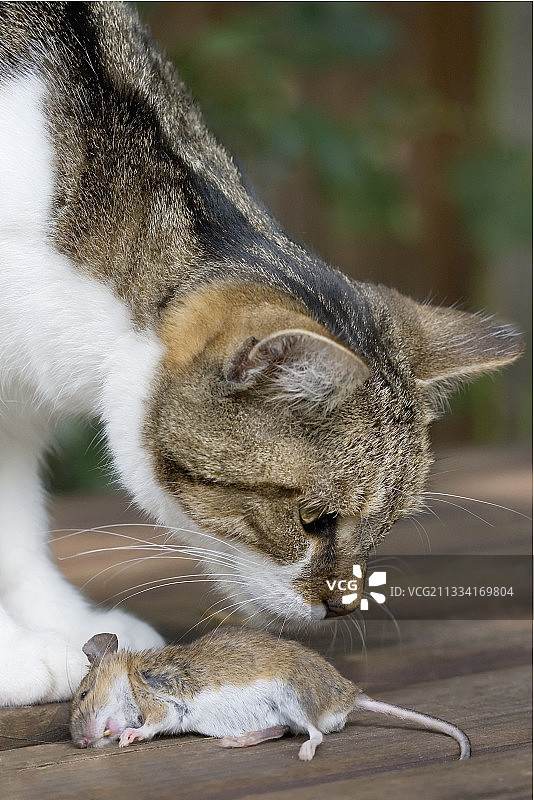 死老鼠，像战利品一样被捕获并带回给主人图片素材
