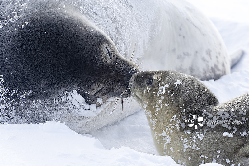南极洲威德尔海豹和幼崽在海冰上图片素材