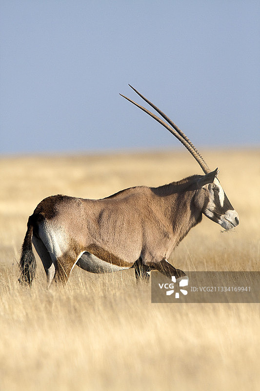 行走在热带草原上的剑羚 - 埃托沙纳米比亚图片素材