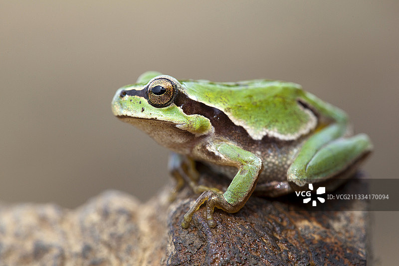 欧洲树蛙在树桩上-西班牙阿尔库迪亚山谷图片素材