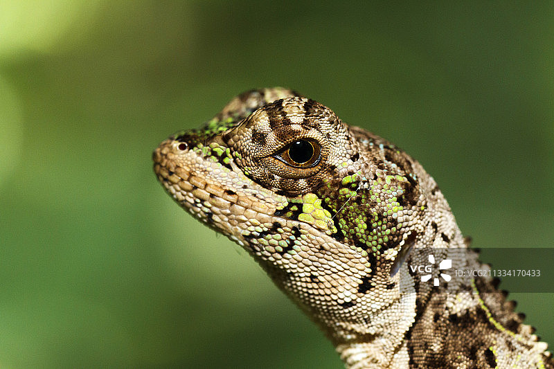 维德脂头安乐蜥肖像 - 巴西大西洋森林图片素材