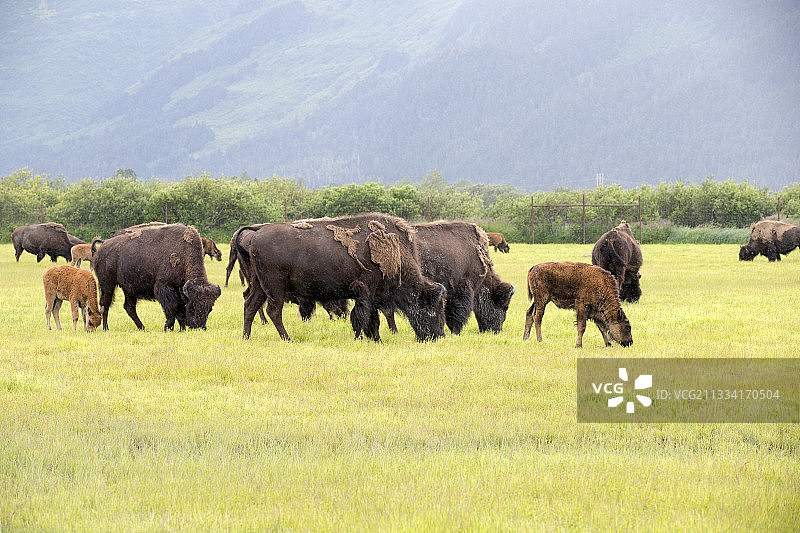 阿拉斯加野生动物保护中心图片素材