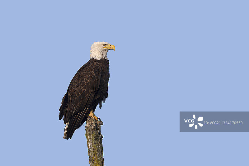 阿拉斯加凯奈峡湾，栖息于杆子上的白头海雕图片素材