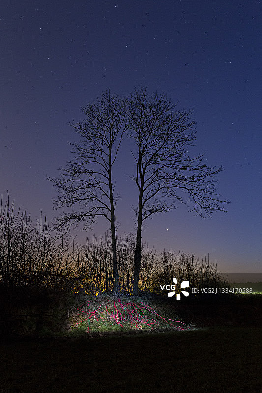 象征树液的双轴树根，天空中的金星与火星图片素材