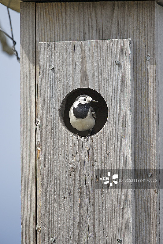 芬兰巢箱入口处的白鹡鸰图片素材
