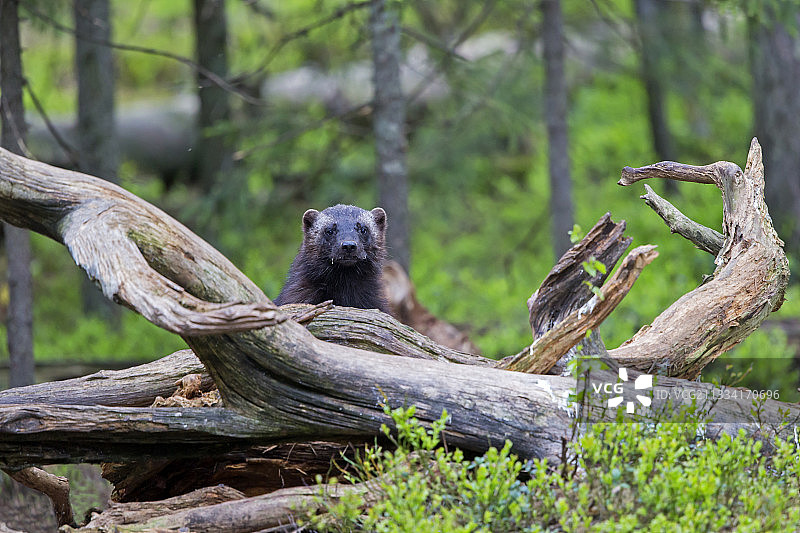在灌木丛树干后休息的狼獾 - 芬兰图片素材