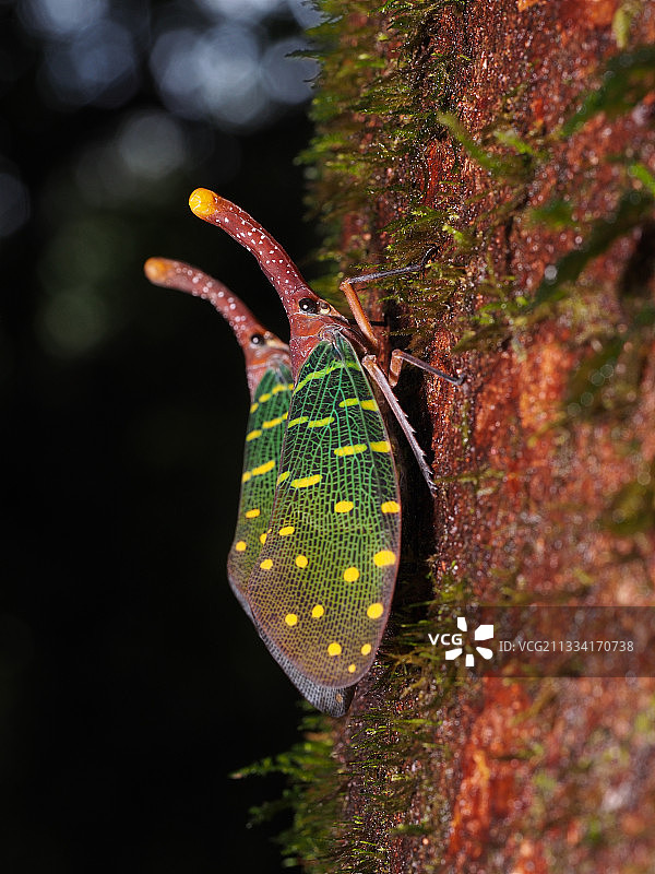 姆鲁山婆罗洲马来西亚树皮上的灯笼虫图片素材