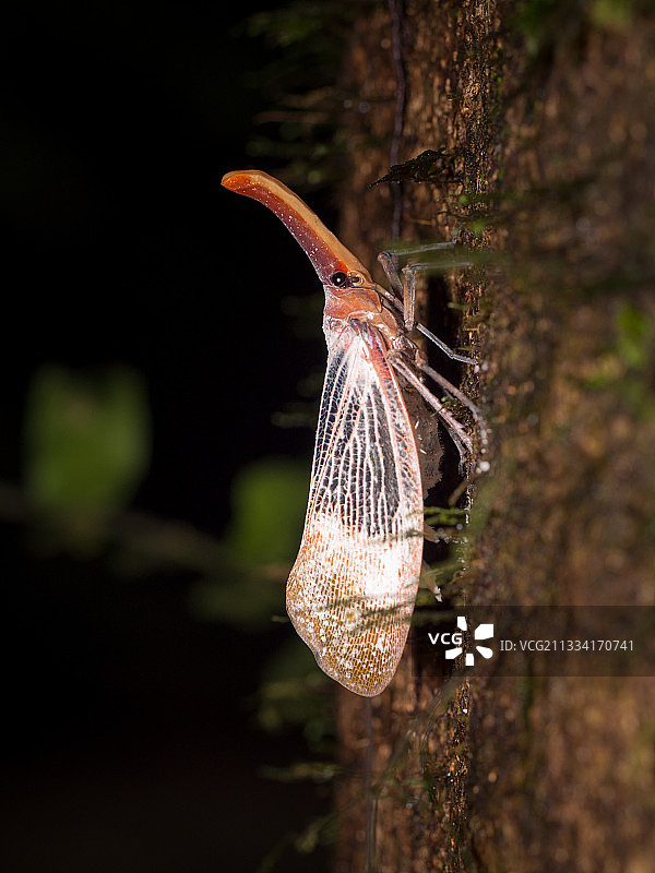 姆鲁山婆罗洲马来西亚树皮上的灯笼虫图片素材