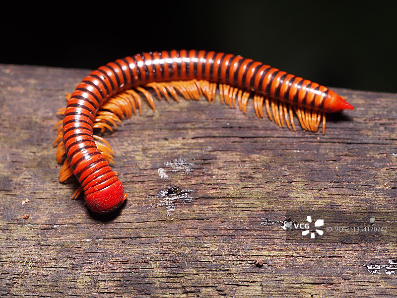 木头上的红色马陆 - 马来西亚姆鲁山婆罗洲图片素材