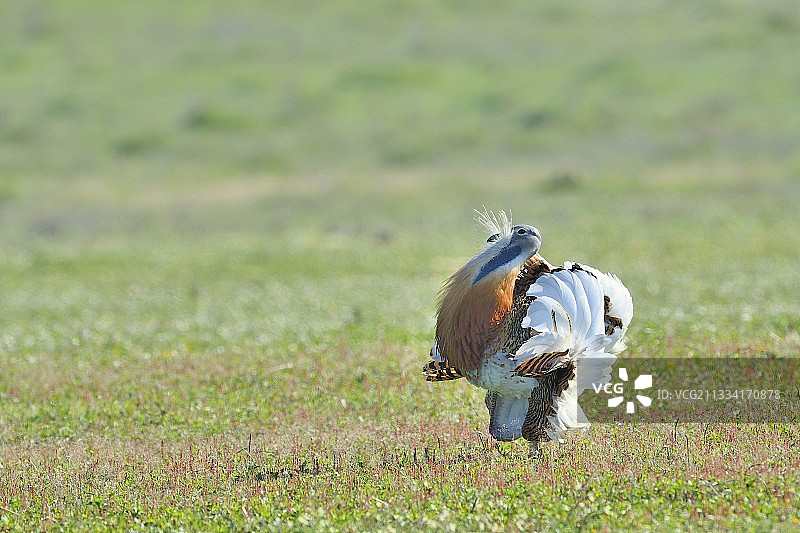 求偶中的大鸨雄鸟 - 西班牙图片素材