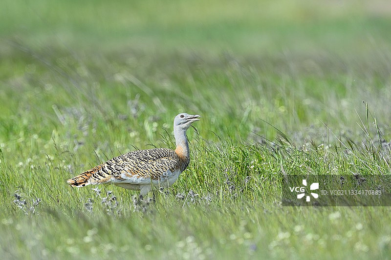 草地上的雌性大鸨-西班牙图片素材