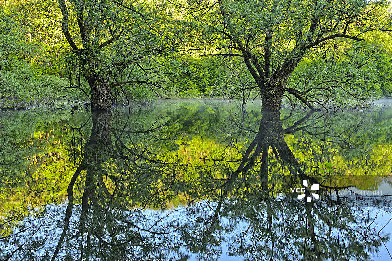 柳树和桤木丛生的临时湖泊，青蛙栖息地图片素材