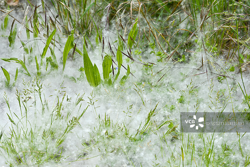 法国比热地区地面上的棉白杨果实图片素材