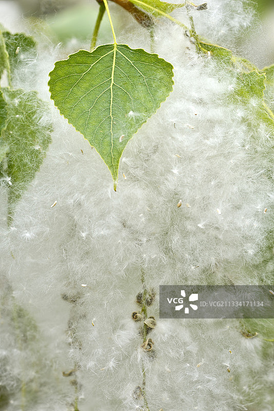 棉花般的白杨果实 – 法国比热图片素材