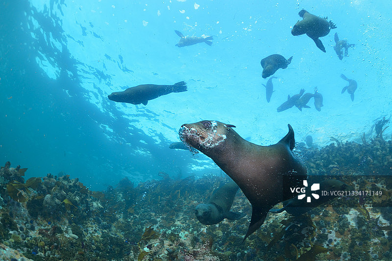 在水中嬉戏的海狗 - 南非图片素材