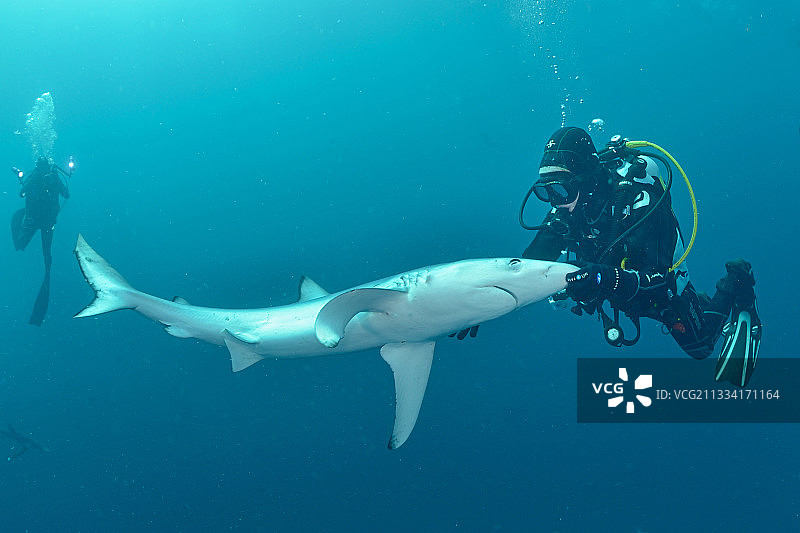 潜水员抚摸蓝鲨吻部的劳伦氏壶腹图片素材