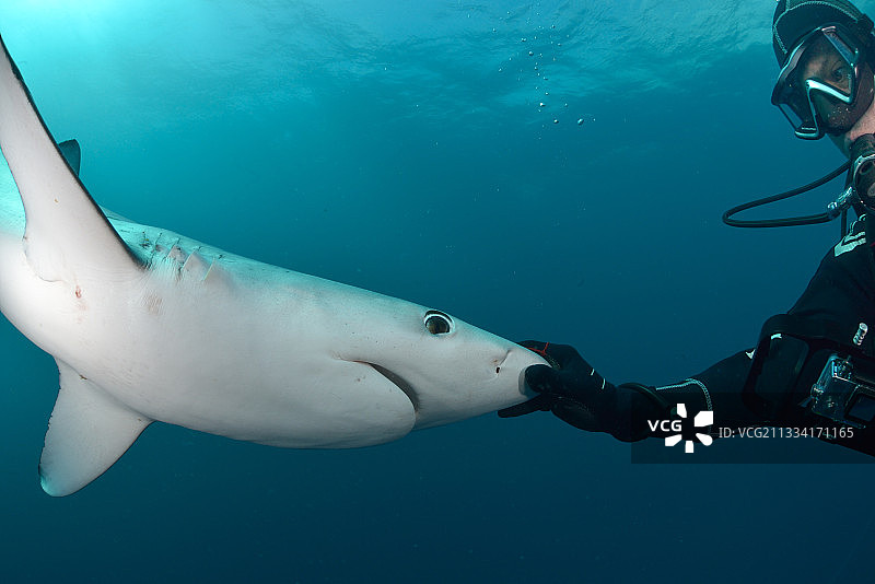 潜水员抚摸蓝鲨吻部的劳伦氏壶腹图片素材