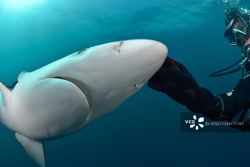 潜水员抚摸蓝鲨吻部的劳伦氏壶腹图片素材