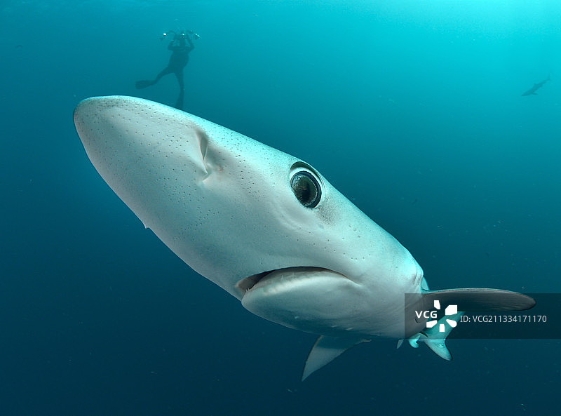 南非好望角蓝鲨图片素材