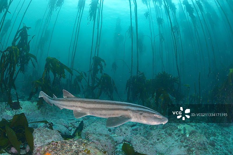 南非海藻森林中的条纹猫鲨图片素材