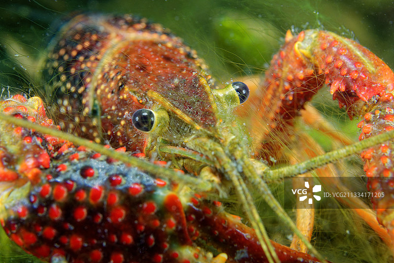 法国草原沼泽中的红色沼泽螯虾肖像图片素材