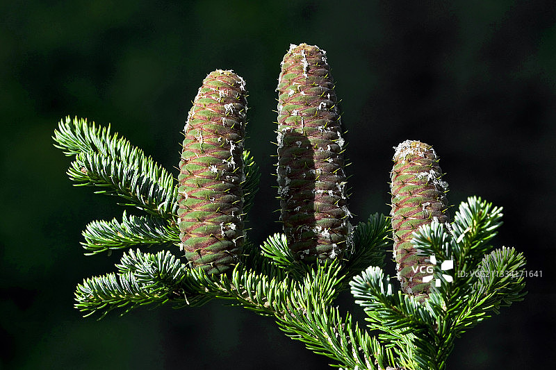 西班牙加泰罗尼亚的银冷杉球果图片素材