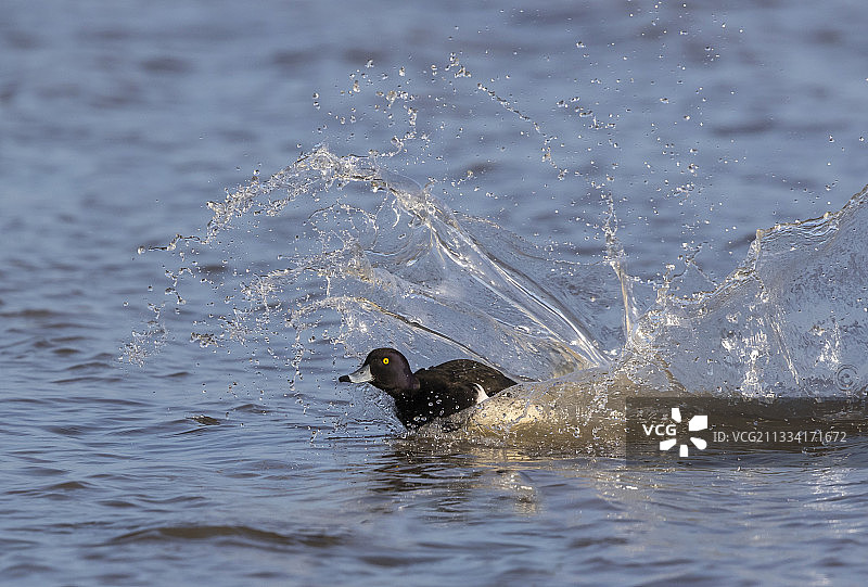 凤头潜鸭冬季水面降落 - 英国图片素材