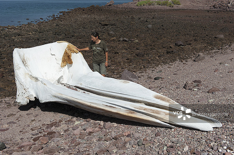 加利福尼亚湾海滩上的蓝鲸骨骼图片素材