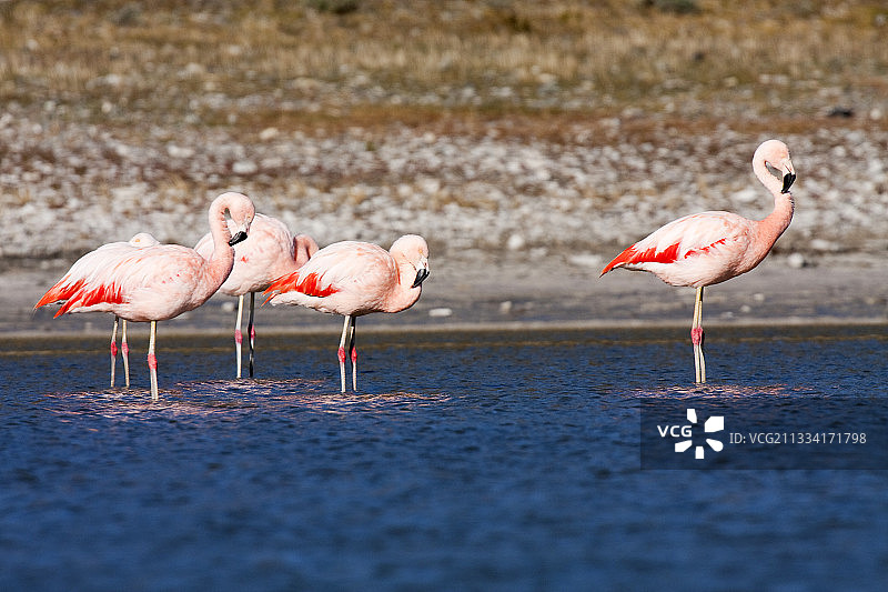 水中智利火烈鸟——智利百内国家公园图片素材