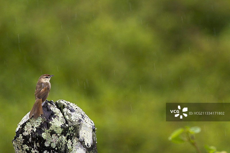 雨中的棕背针尾雀 - 巴西大西洋森林图片素材
