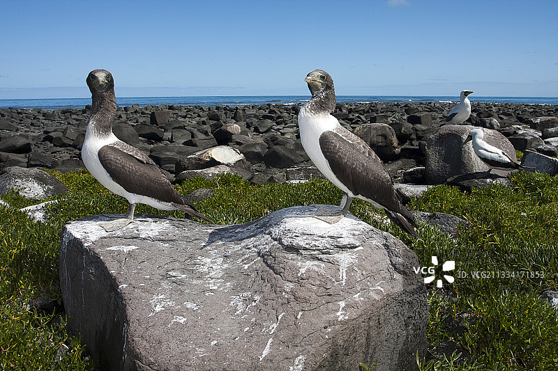地面上的戴面具的鲣鸟 - 阿布罗略斯群岛巴西图片素材
