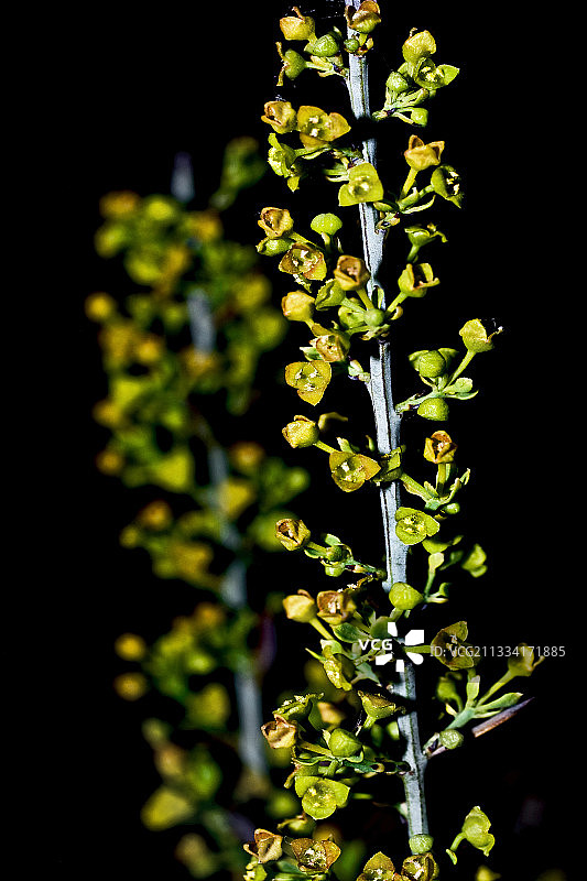 加泰罗尼亚奥西里斯花朵，西班牙图片素材