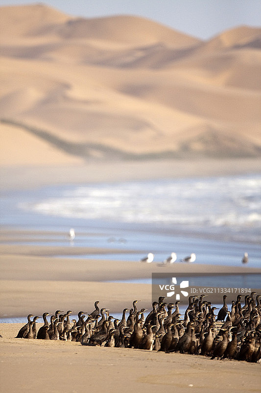 海滩上的海角鸬鹚 - 纳米比亚三明治湾图片素材